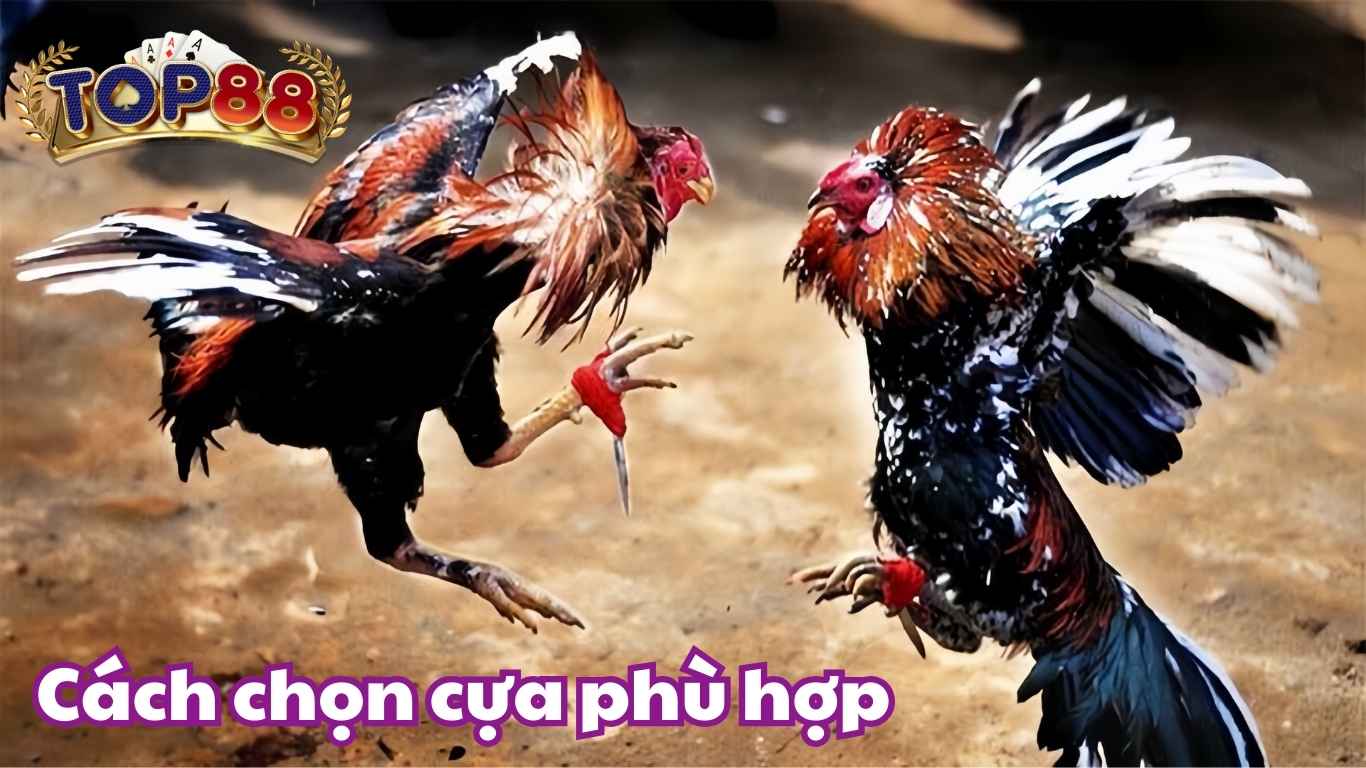 Cách chọn cựa phù hợp trong đá gà cựa dao